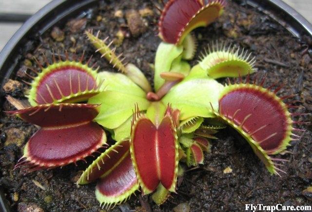 venus-fly-trap-cultivation