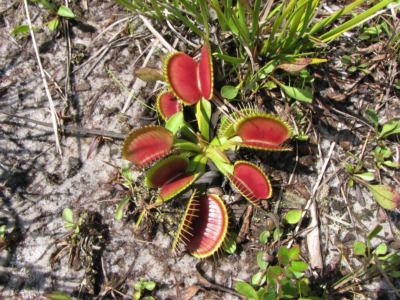 Dionaea muscipula en hábitat natural File