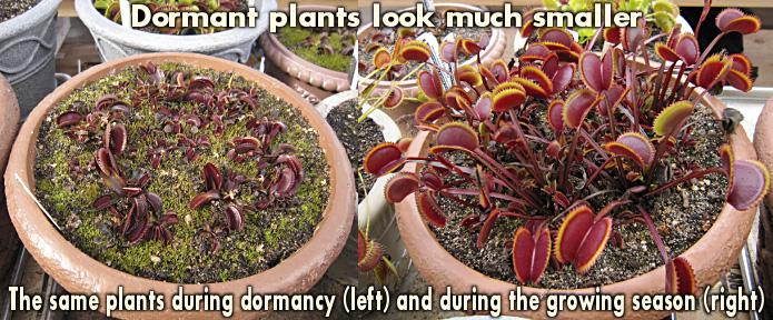 Venus Flytrap size difference between growing season and dormancy