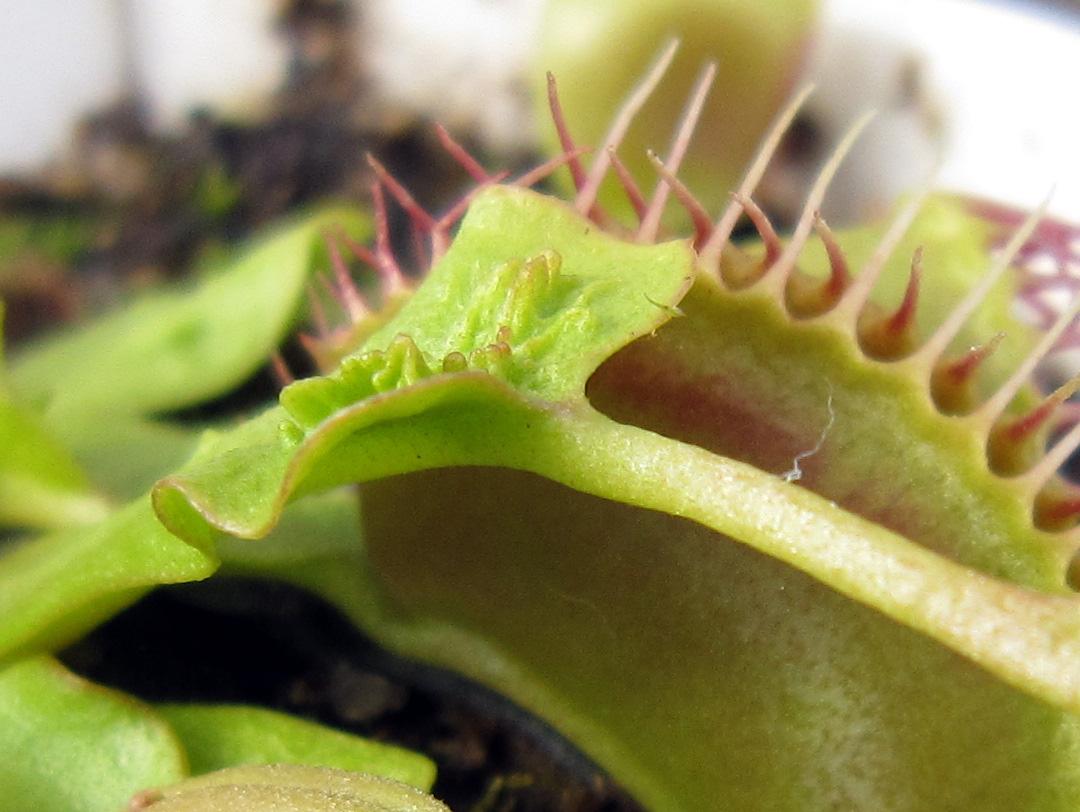 Trichterfalle - an odd flytrap clone : Photos of Venus Fly Traps