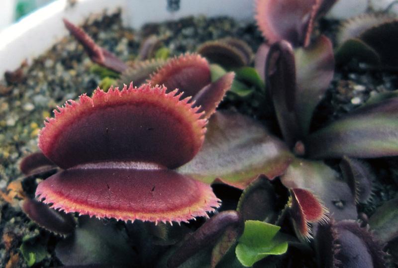 Dionaea 'Scarlet Bristle' photos