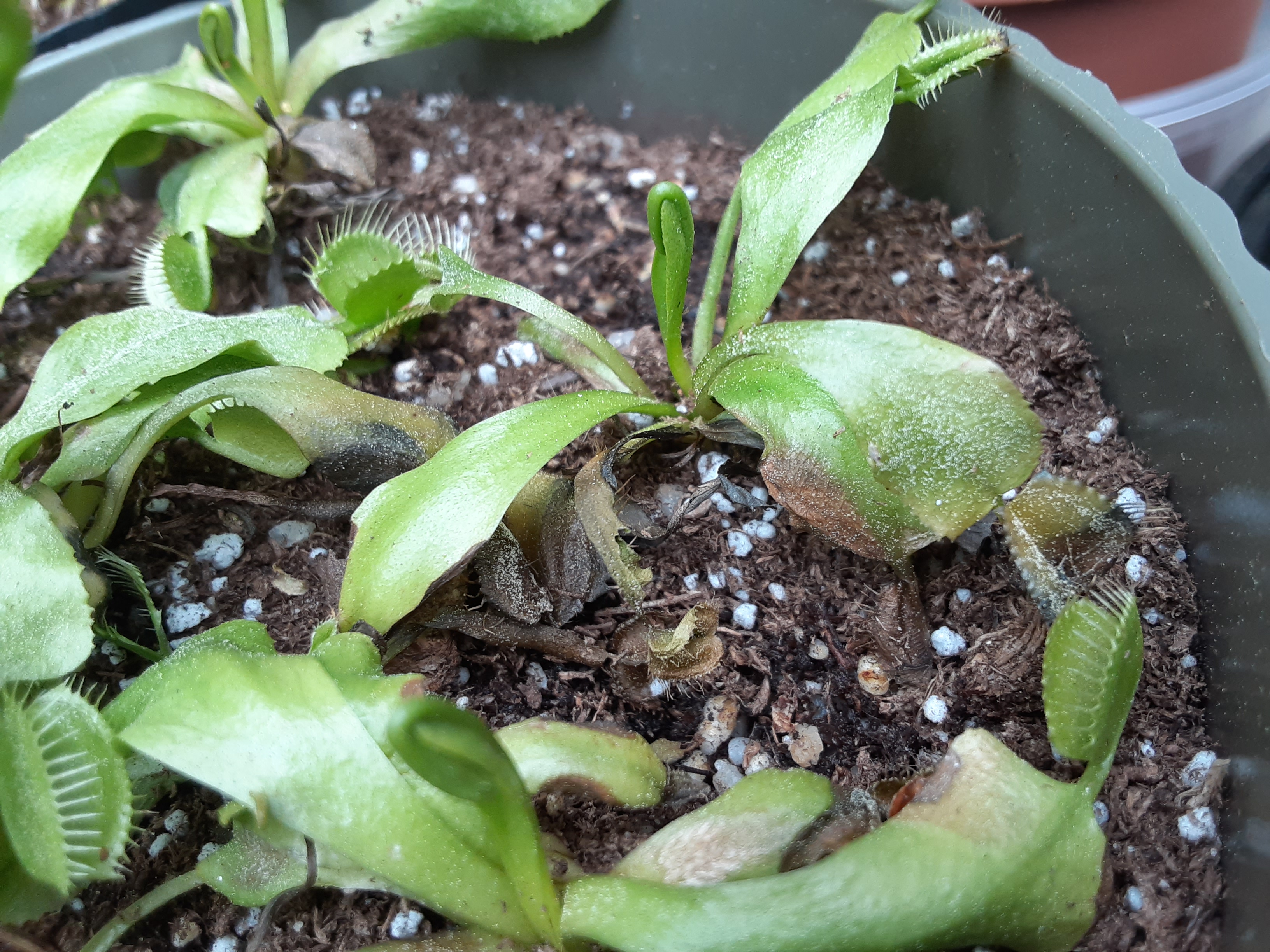 My sick venus flytrap photo 5