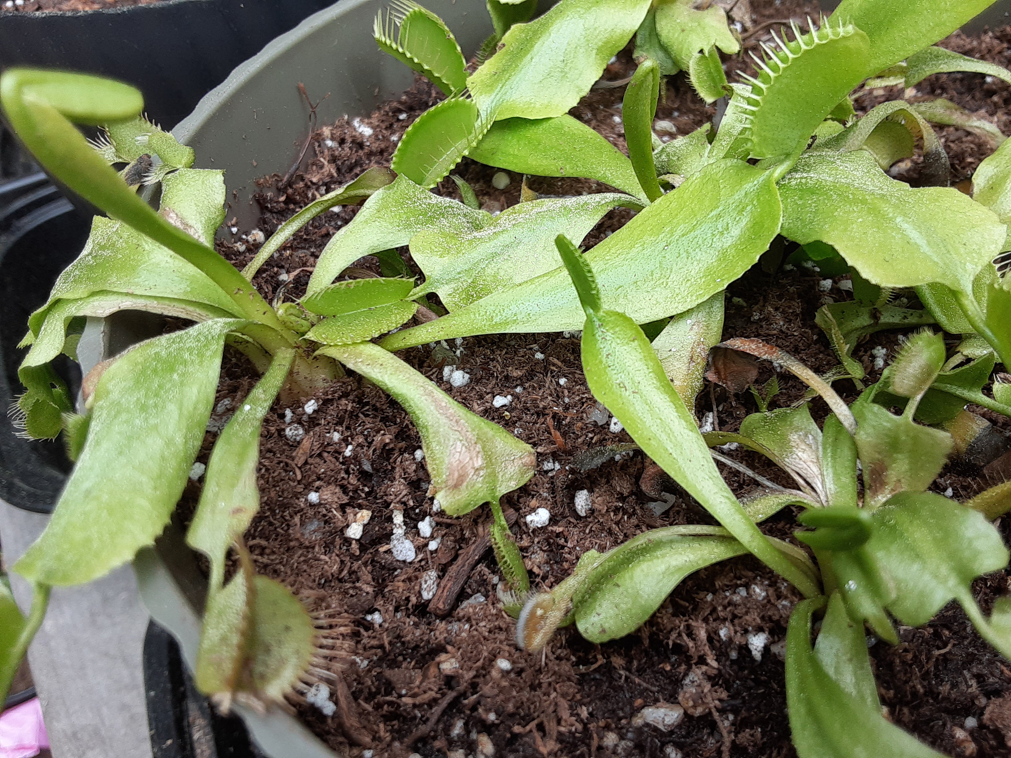 My sick venus flytrap photo 4