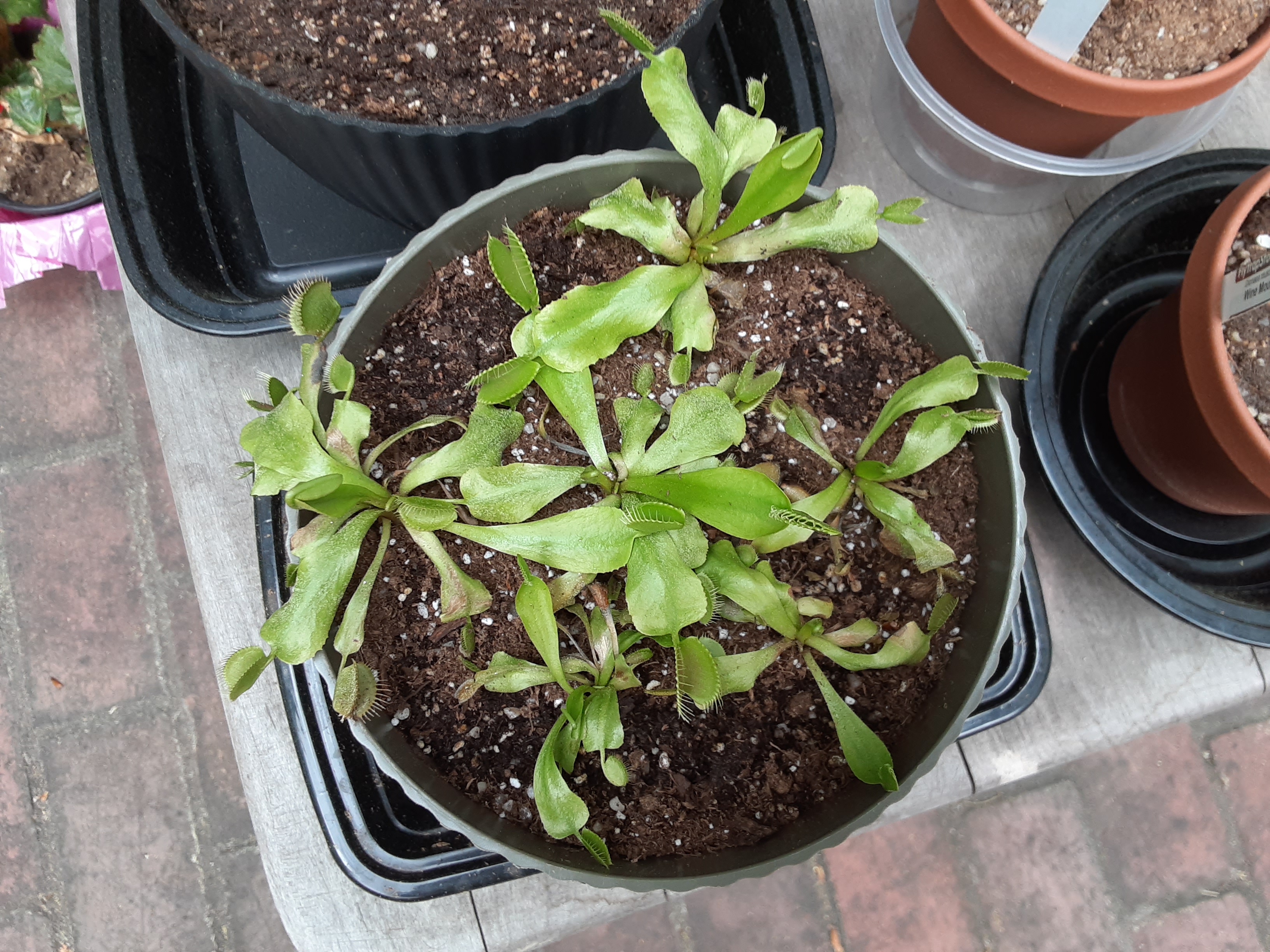 My sick venus flytrap photo 2