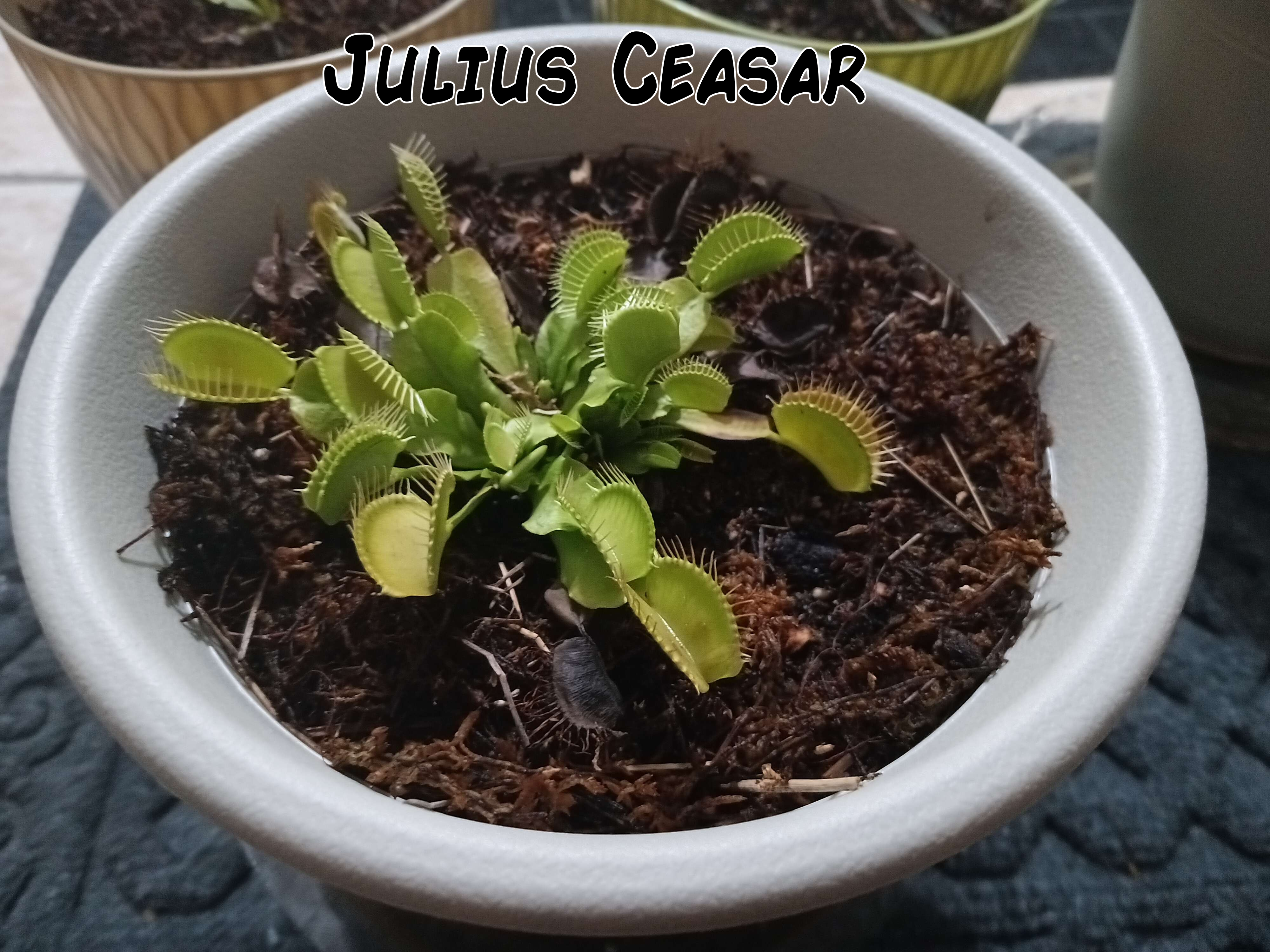 Julius Ceasar.jpg