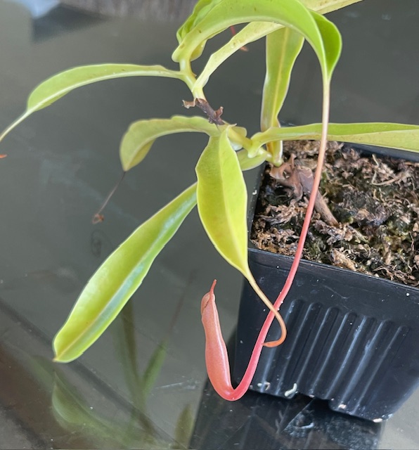 N. ventrata cutting with first pitcher