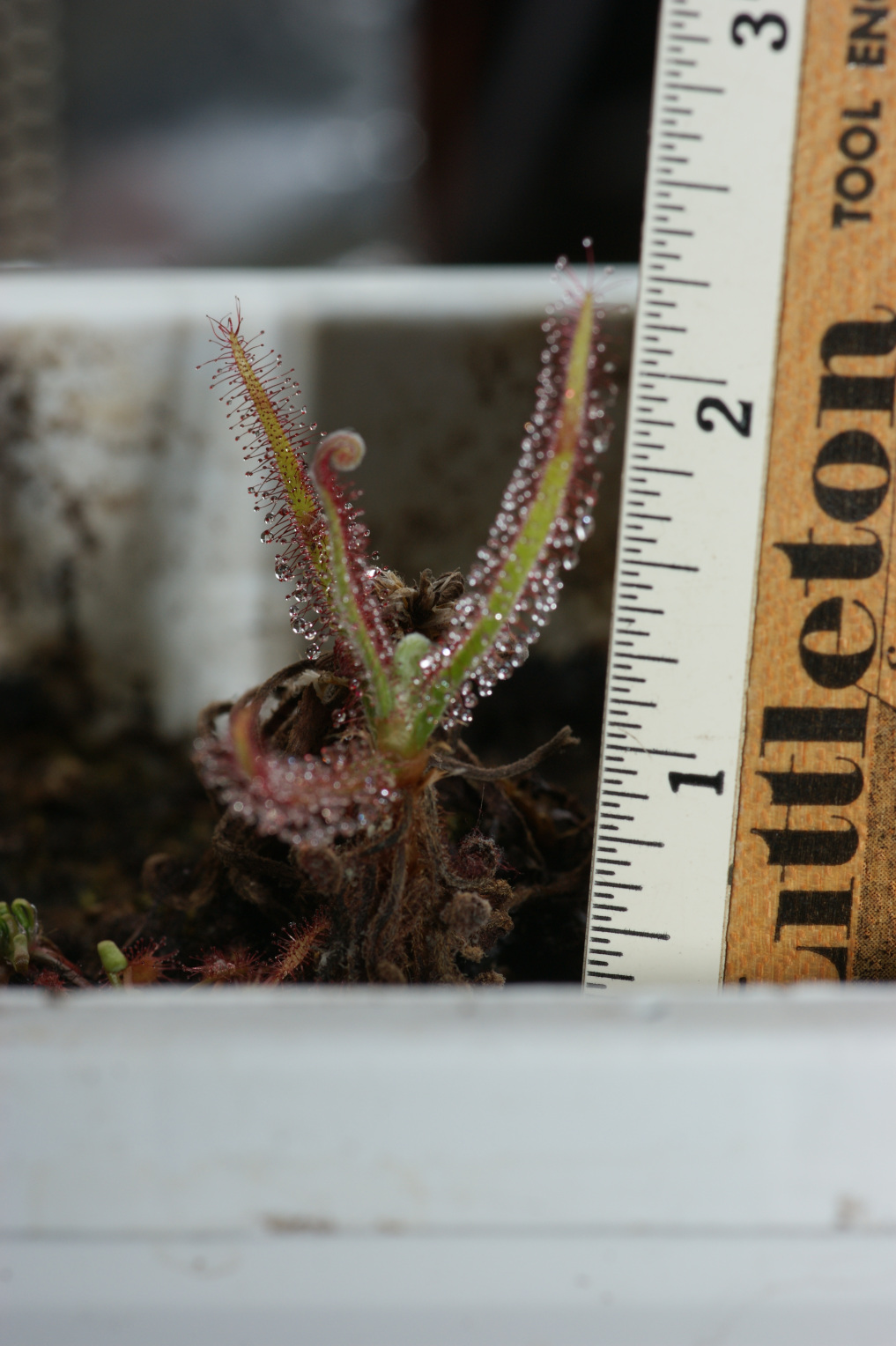 Drosera magnifica from TC, BCP Group Buy