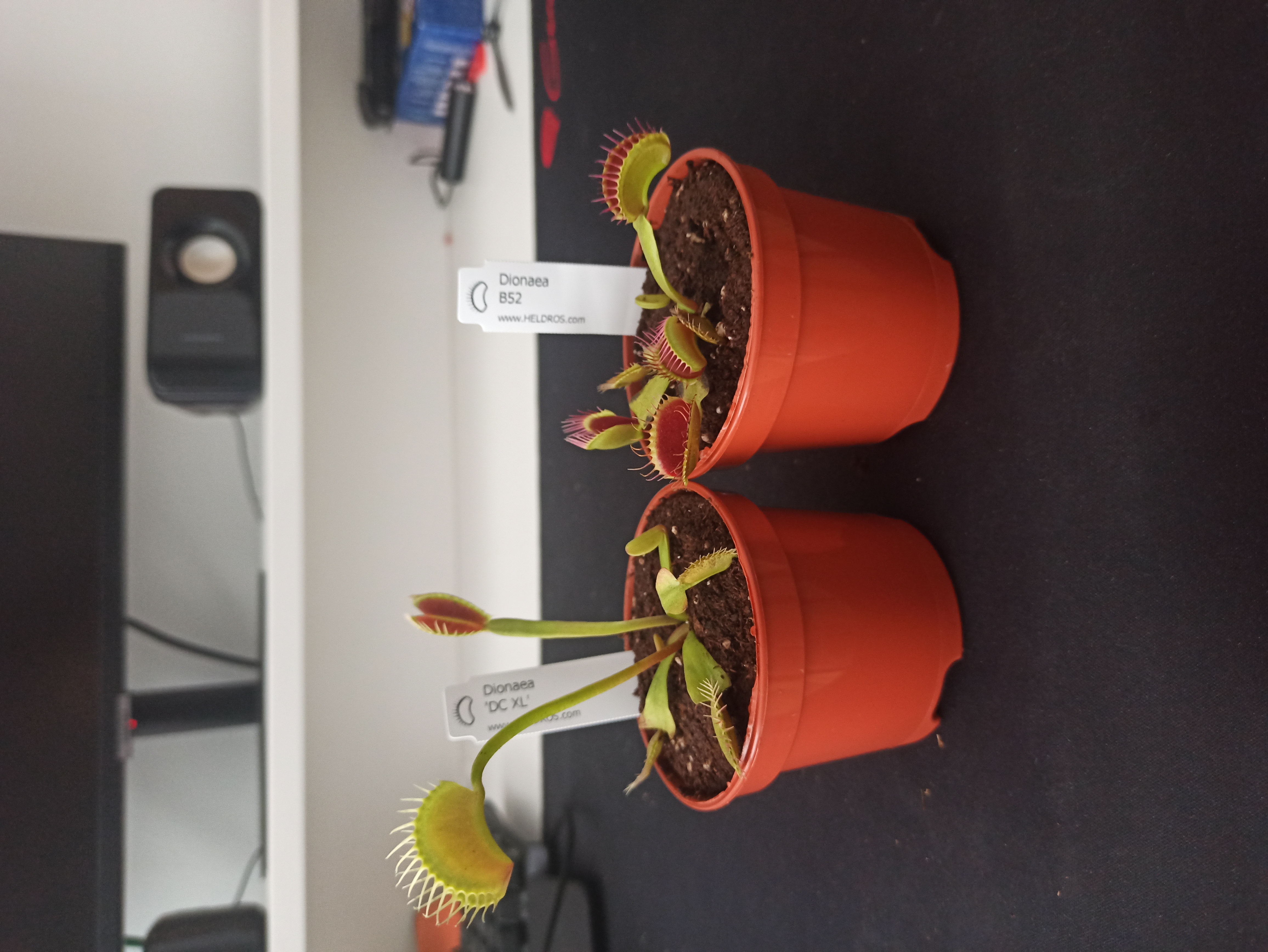 The flytraps (DCXL on the right and B52)