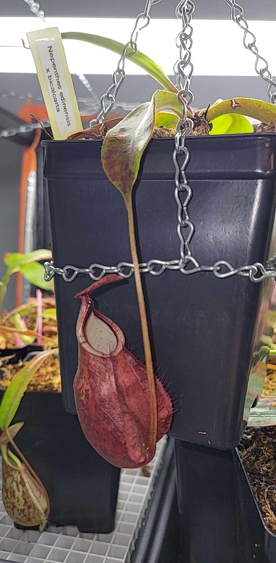 Nepenthes edinensis x bicalcarta