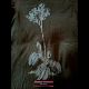 3-D flowering hand-sketched Venus flytrap T-shirt