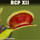 BCP X11 Venus fly trap