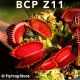 BCP Z11 Venus fly trap