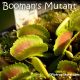 Booman's Mutant Venus fly trap