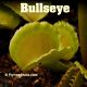 Bullseye Venus flytrap
