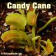 Candy Cane Venus flytrap