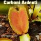 Carboni Ardenti Venus flytrap