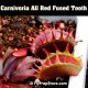 Carnivoria All Red Fused Tooth
