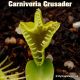 Carnivoria Crusader Venus flytrap
