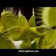 Carnivoria Hannika's Butterfly Venus flytrap