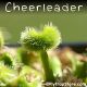 Cheerleader Venus flytrap