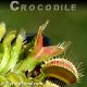 Crocodile Venus fly trap