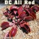 DC All Red Venus Flytrap