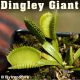 Dingley Giant