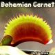 Bohemian Garnet Venus Flytrap