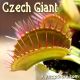 Czech Giant