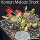 Korean Melody Shark Venus Flytrap