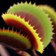 FTS Incredibe Red Hulk Venus flytrap