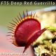FTS Deep Red Guerrilla Venus fly trap