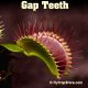 Gap Teeth Venus flytrap