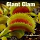 Giant Clam Venus flytrap