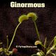 Ginormous Venus flytrap
