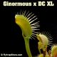 Ginormous x DC XL Venus flytrap