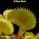 GJ Giant Shark Venus flytrap