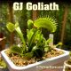 GJ Goliath Venus flytrap
