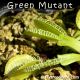 Green Mutant Venus fly trap