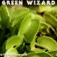 Green Wizard Venus fly trap