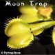 Moon Trap Venus fly trap