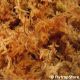 Premium New Zealand Long Fiber Sphagnum Moss