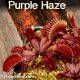 Purple Haze Venus flytrap