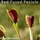 Red Fused Petiole - BCP F04 Venus fly trap