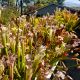 Winter & Spring Sarracenia sale
