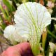Sarracenia leucophylla 'Schnell's Ghost'