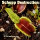 Schuppenstiel Destruction Venus flytrap