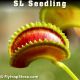 SL Seedling Venus flytrap