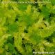 Live sphagnum moss