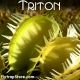 Triton Venus fly trap